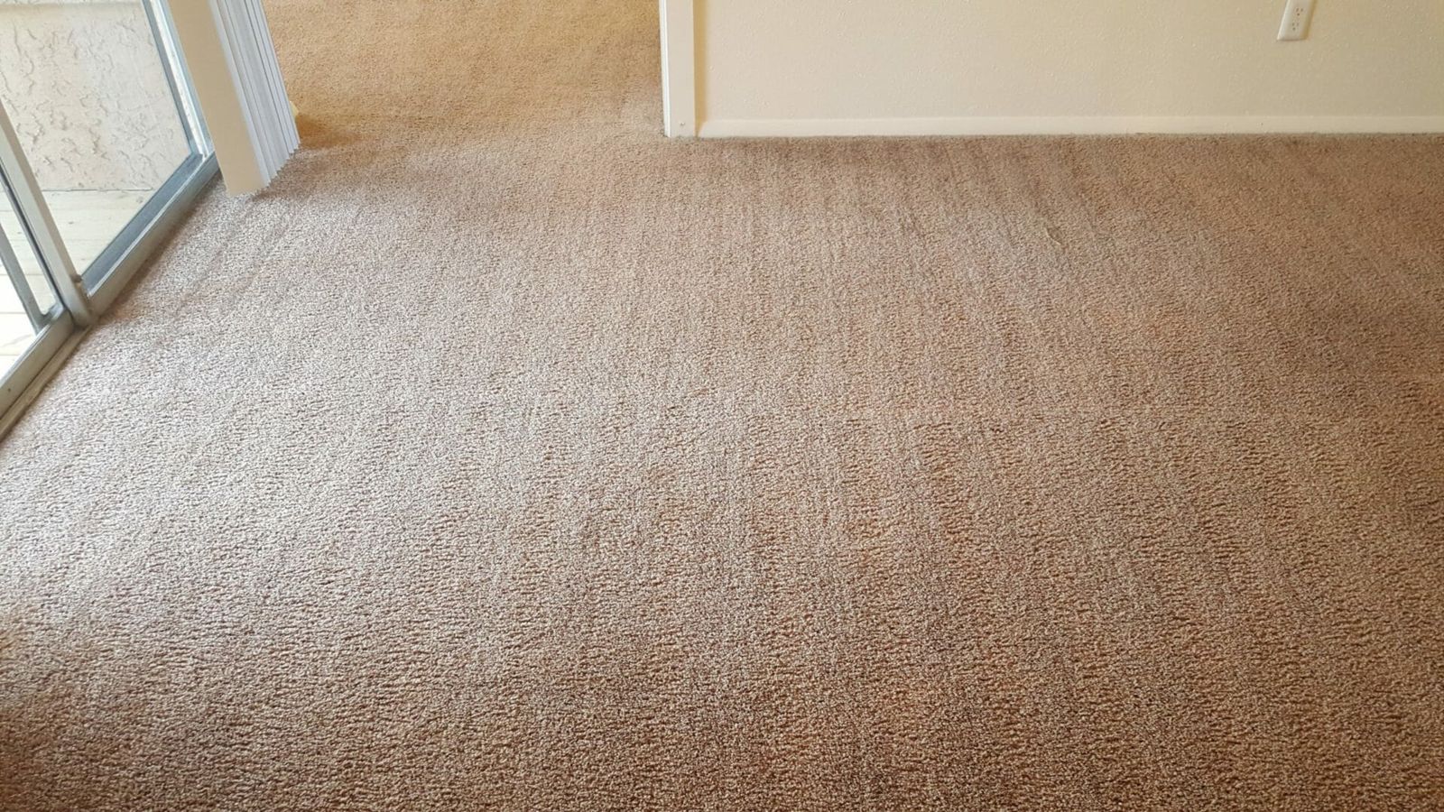 Freshly cleaned carpet