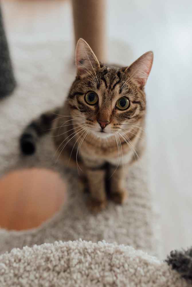 Professional Stain & Pet Odor Removal in Austin